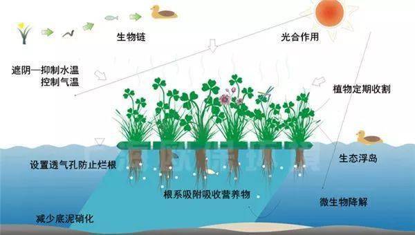 来实现区域水体内的水质改善,降低水体富营养化程度,减轻水体由于封闭