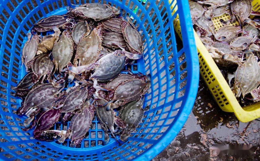 是时候坐着海上"法拉利"来嵊泗会会横行霸道的梭子蟹