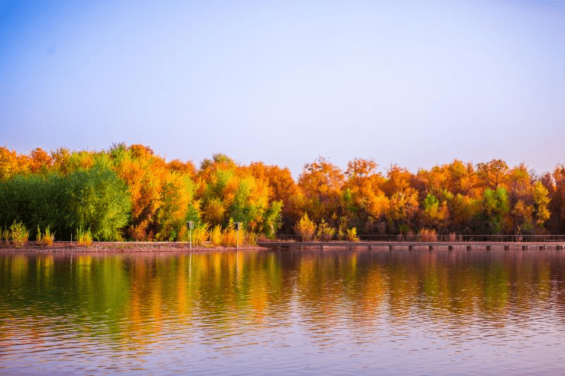 伽师县森林公园图片