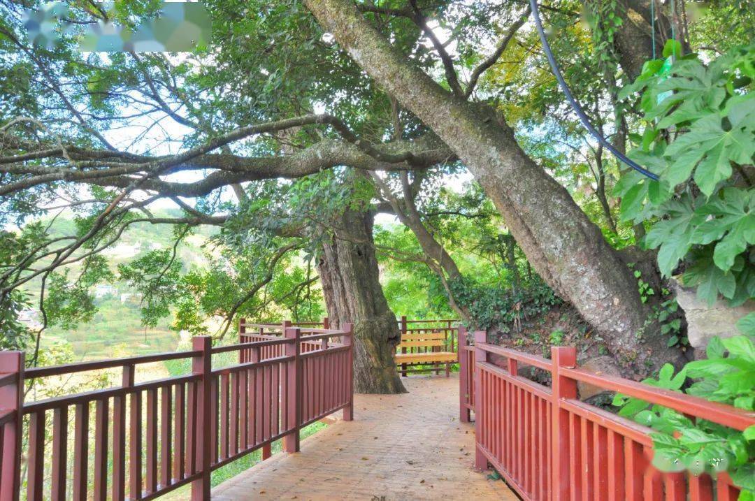 百年古树群玻璃栈道森林村庄快来碧溪岩子头打卡