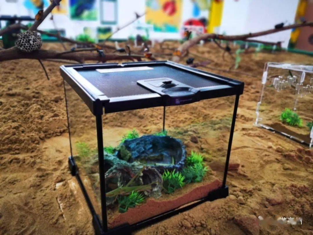 引爆十一假期的亳州市展览馆昆虫展来啦