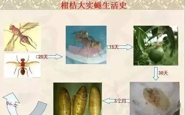 柑橘果实蝇的作案手法剖析及防范措施做好预防很关键