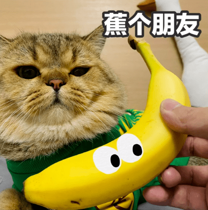 猫咪表情包:焦个朋友不?