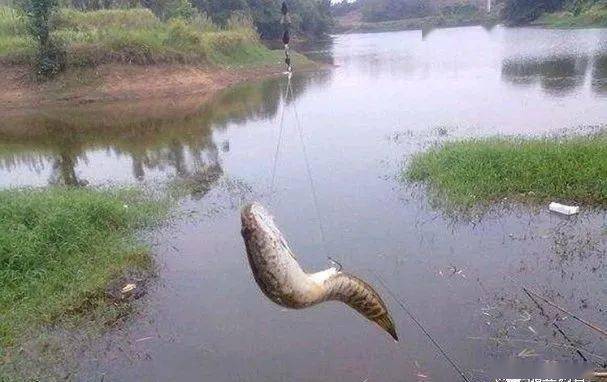 黑鱼有多难钓3种绝技为你破来一桶那都不是事