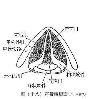为什么女老生,女花脸的调门都这么高?_声带