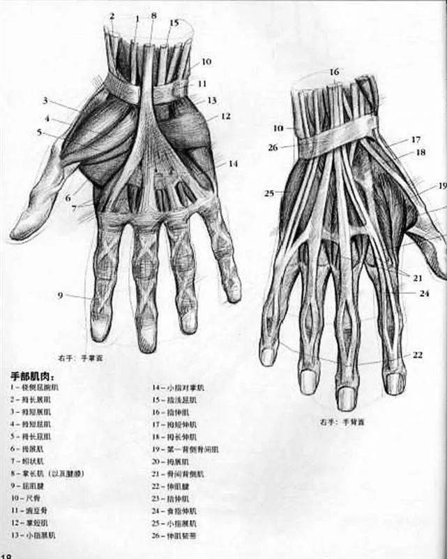 大拇指解剖图片