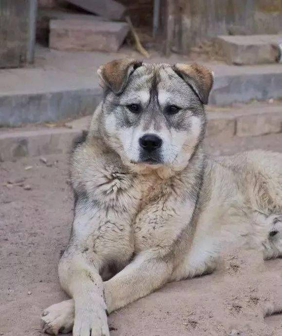 青狗还需白脸狼,獾子见了准遭殃,这只狗的颜色素很优秀总结了上面这些