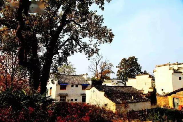 乡魂,就在故乡村口的那棵老树底下_村庄