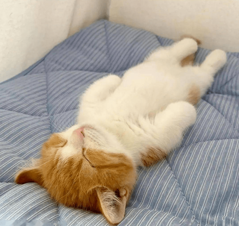 网红沙雕猫变成插画后又萌又可爱成功吸粉20万