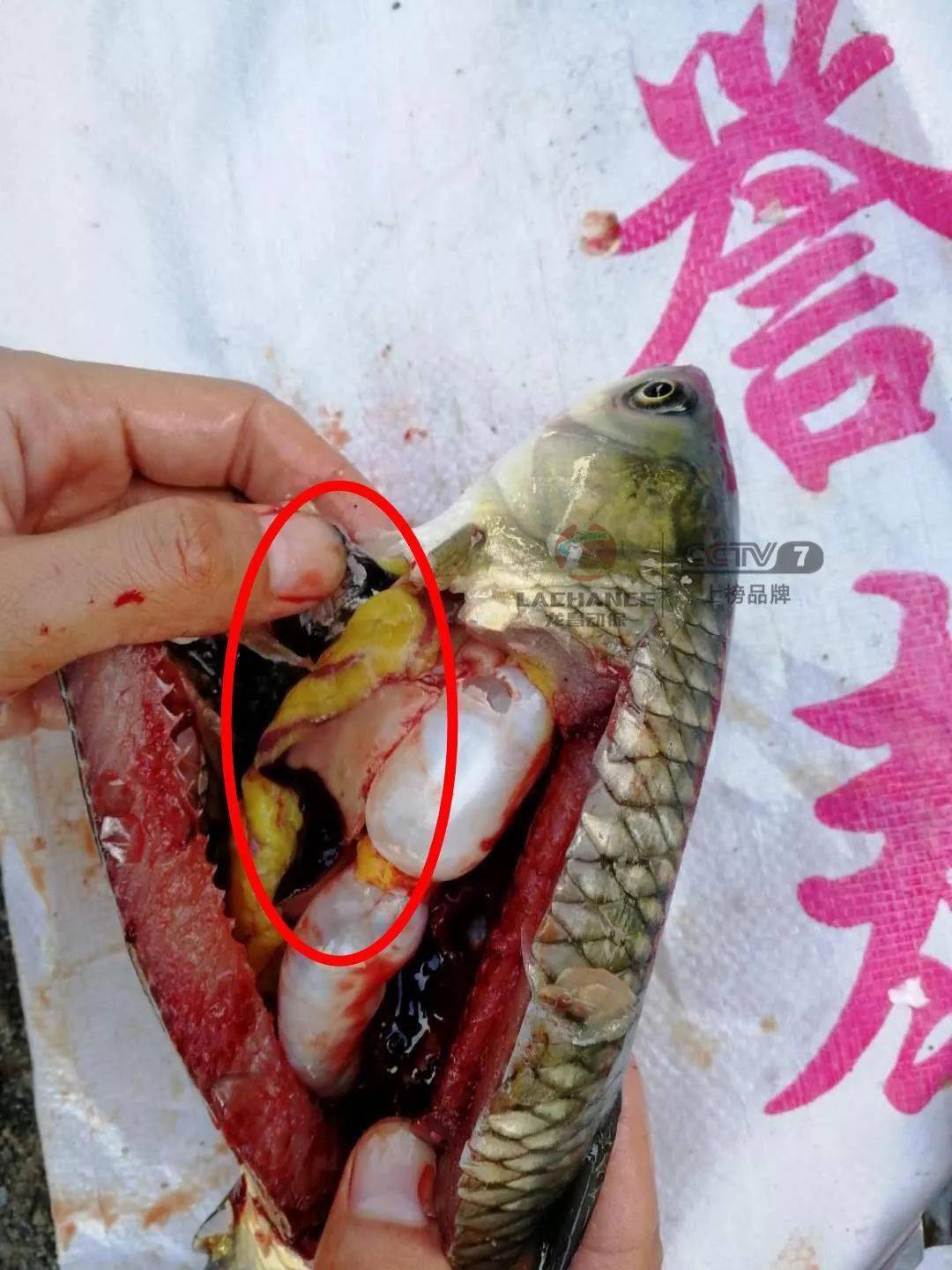 养殖管理草鱼养殖不再惧怕寄生虫应对寄生虫龙昌高老师有奇招