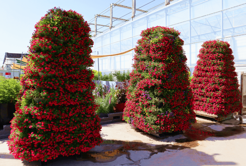 行业观察国庆草花应用形式有新变化一起来看看