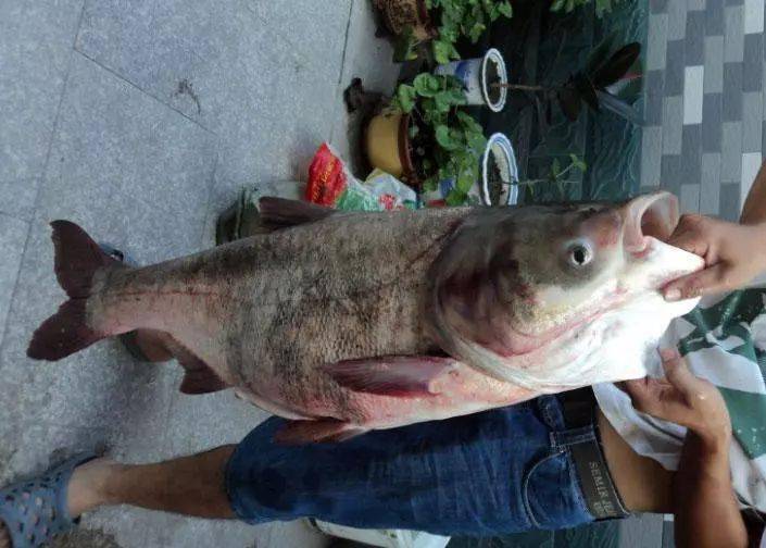 钓获一条硕大的花鲢鱼身体浑圆鱼尾好似扇面