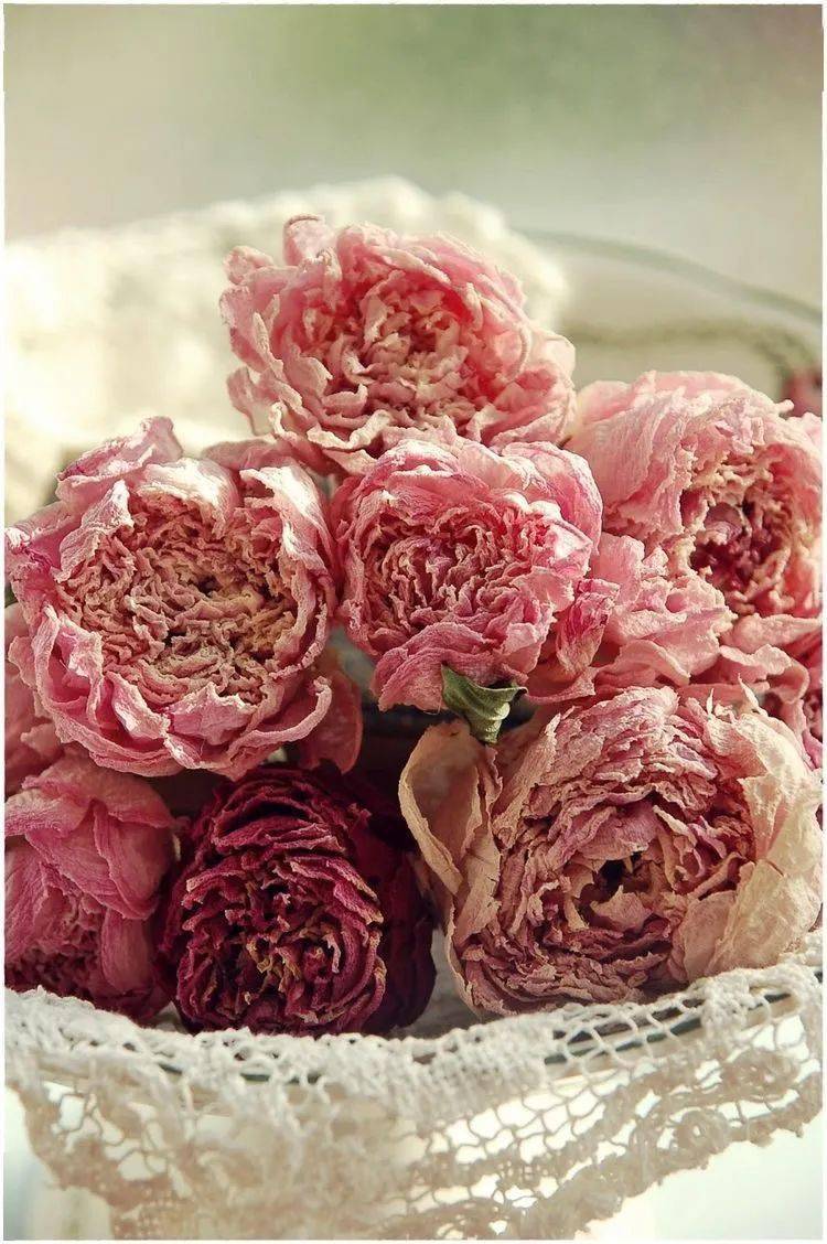 听说干枯玫瑰粉火出天际秋天第一束花的颜色必须用它