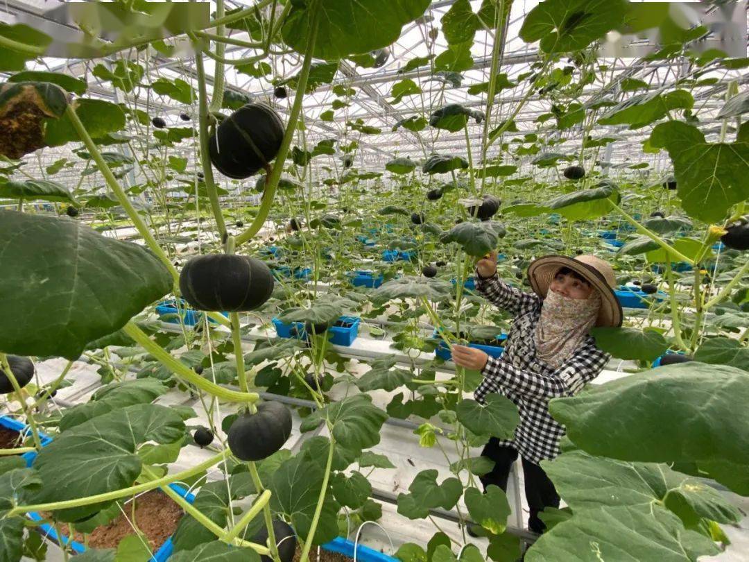 农户在打理种在大棚里的南瓜. 博后村