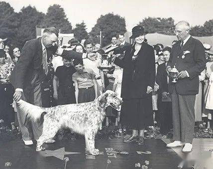 haskell1935愛爾蘭賽特犬參賽犬隻:3175審查員:mr.g.v.