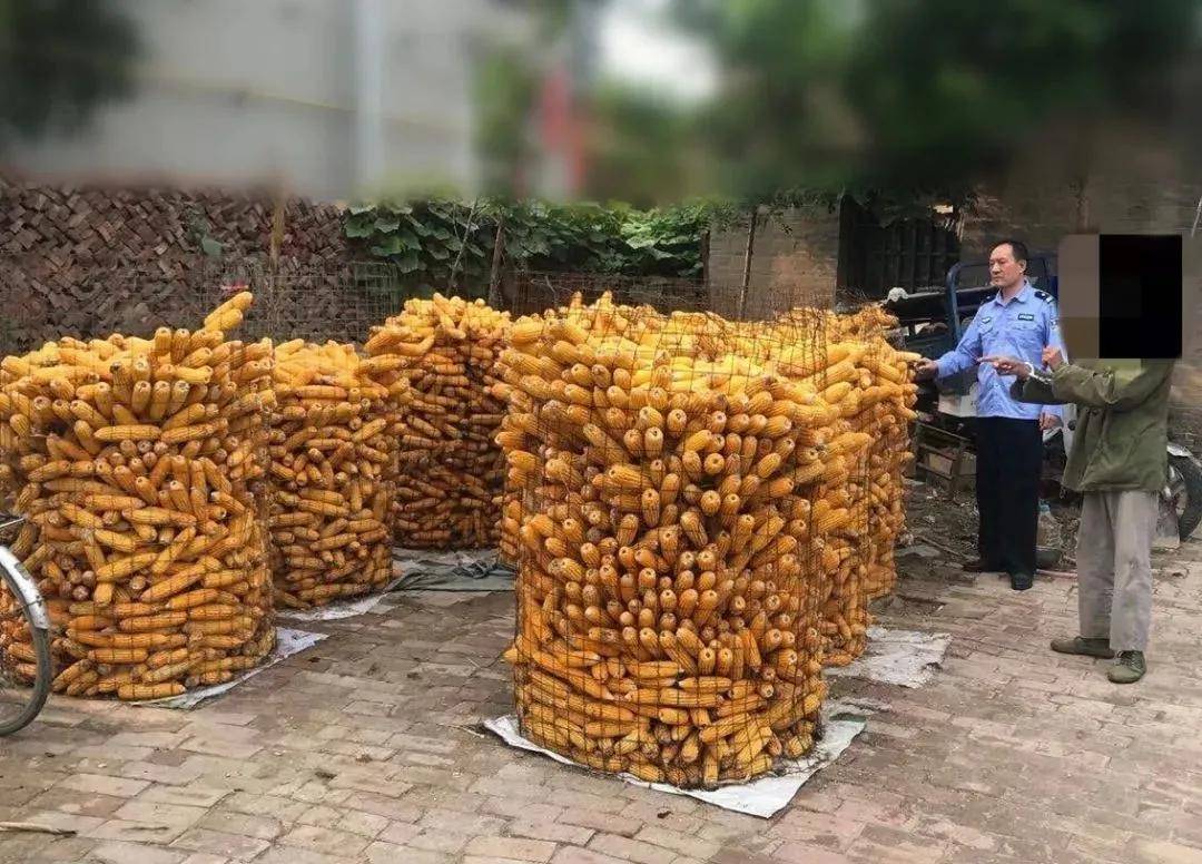 男子起电三轮到唐奉偷棒子家里10垛都是偷来的