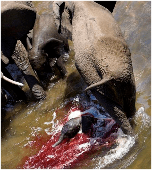 一群大象在河里玩耍水面却突然涌上大片鲜血拉近一看大吃一惊
