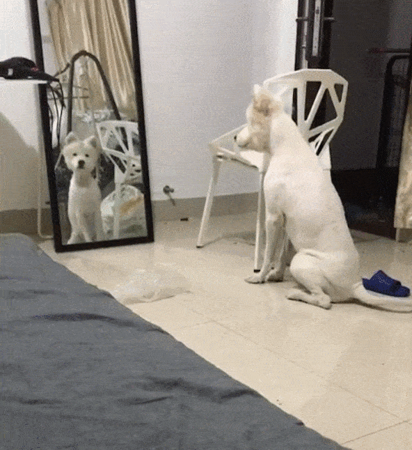 反复几遍,反复几遍,然后冲镜子叫了几声,确定镜子里的狗狗是它之后