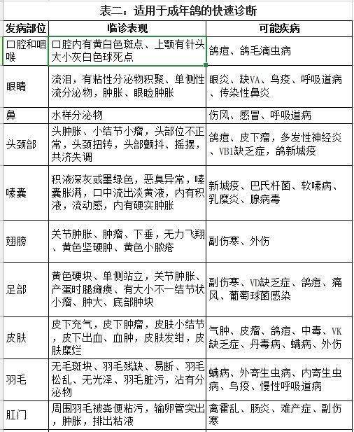 信鸽疾病症状及治疗方法快速判断对照表
