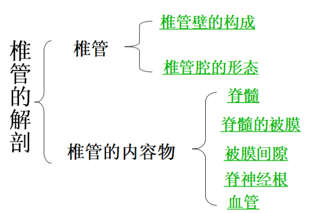 脊柱椎管解剖高清大图全面详解