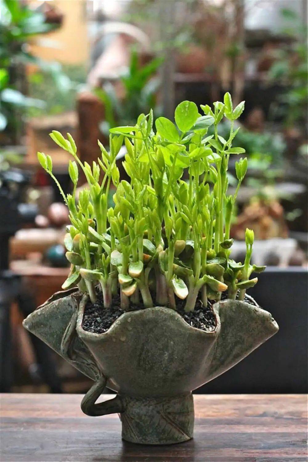 花生种植日记盆栽花生这样栽种也能种出萌萌的白胖子