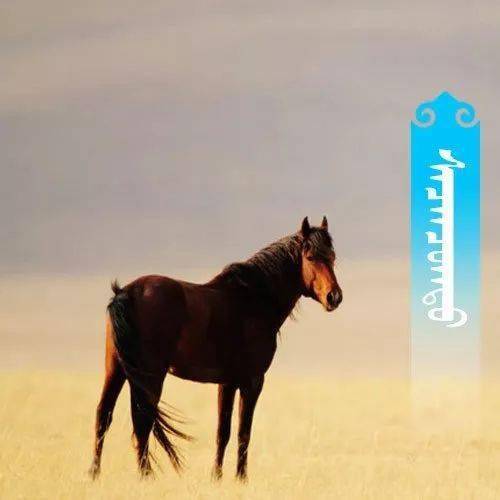 666张蒙古微信头像你一定会喜欢