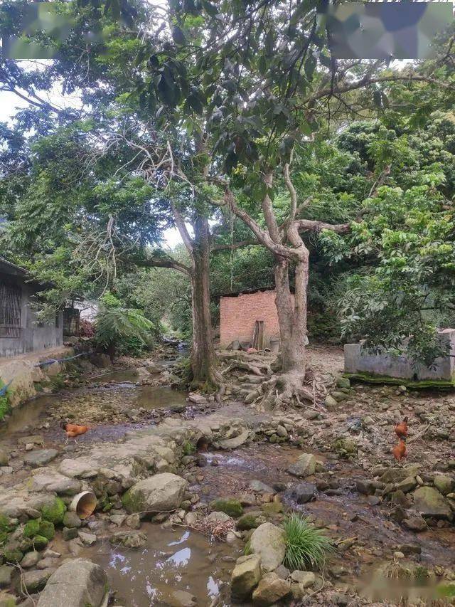 增城区正果镇畲族村:图腾蕴藏的深厚历史文化