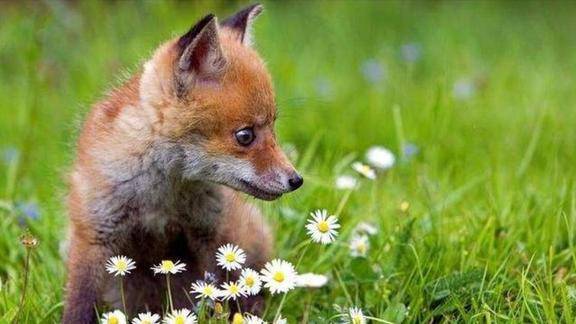 一位道士与一只狐狸的真实对话恐怖故事胆小请绕行