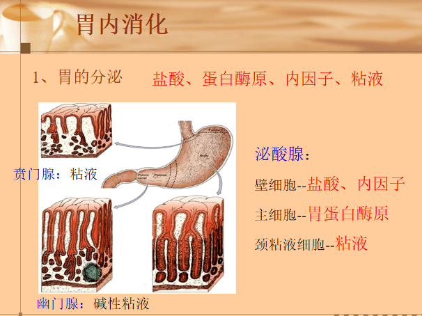 蛋白质的消化