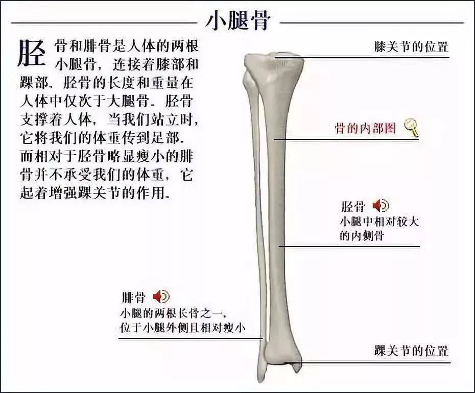 从生理的结构来说,我们每个人的身体骨骼器官都是有着其本身正确的