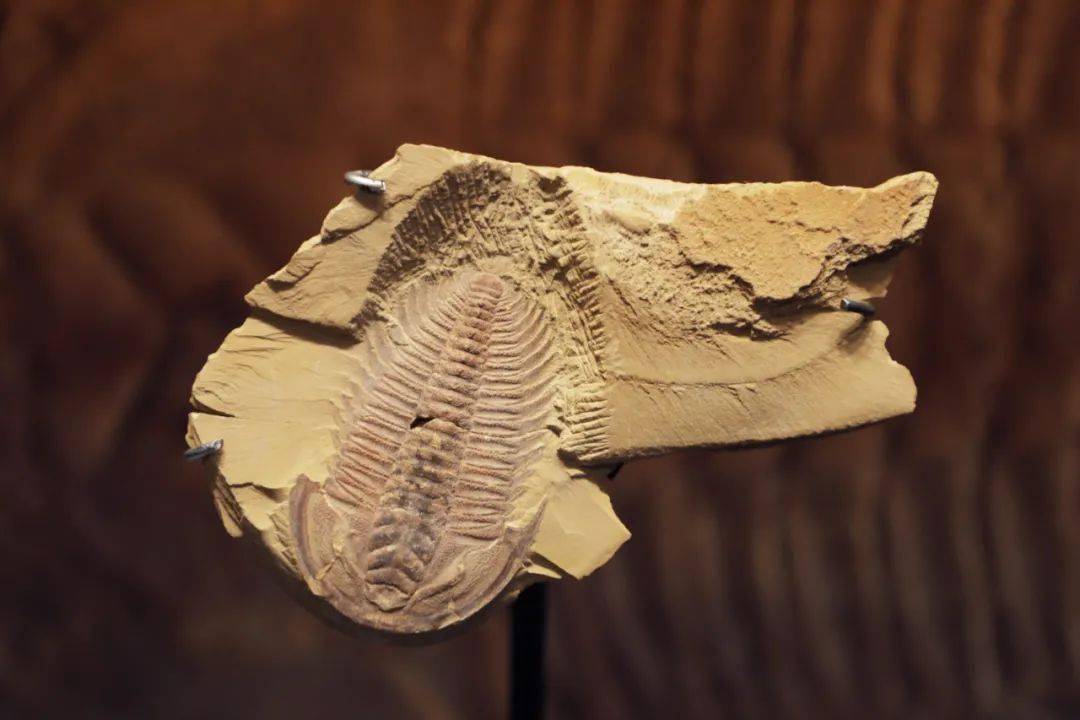 云南澄江化石图片