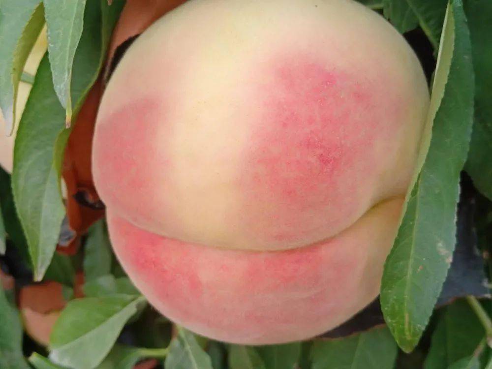 馋哭了民权入秋后的桃王竟长成这样