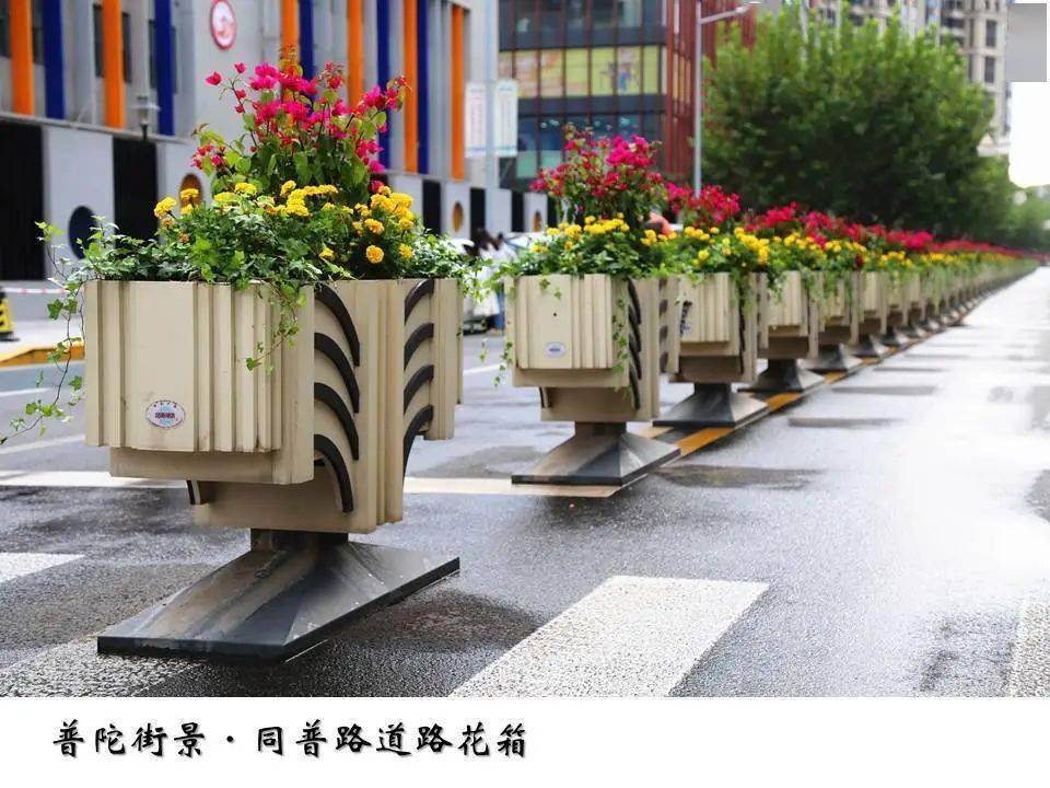 花坛花境花箱齐上阵走新走心扮靓普陀