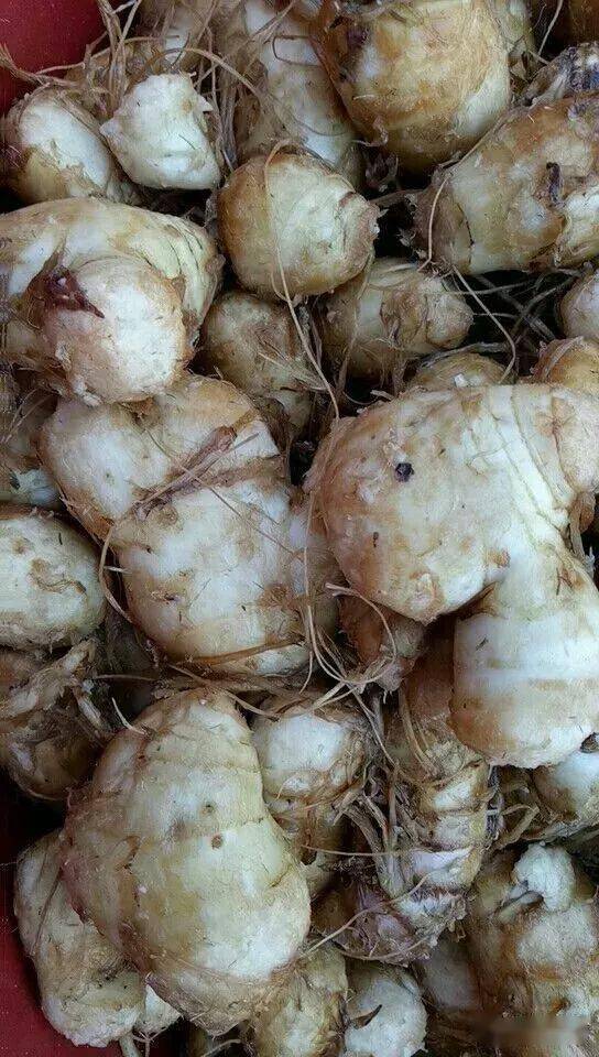 信宜这种特色美食上省台了你食过吗