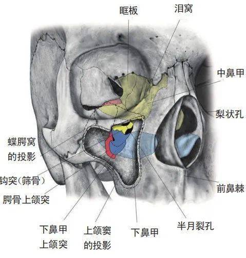 上颌窦的位置图片图片