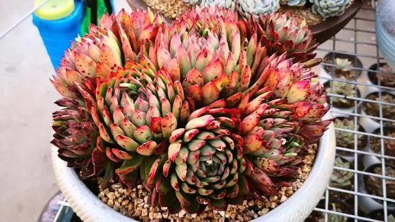 云之南多肉园东云杂交出来的品种红得很特别