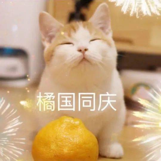 网红猫咪小短腿凸凸大头橘国同庆表情包
