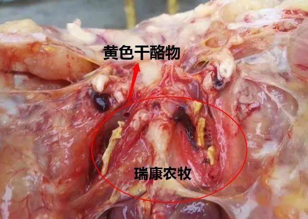 诊断结果:通过对发病情况以及解剖情况的观察我们可以确诊这是由于