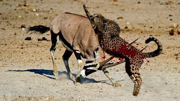 动物世界非洲花豹埋伏羚羊