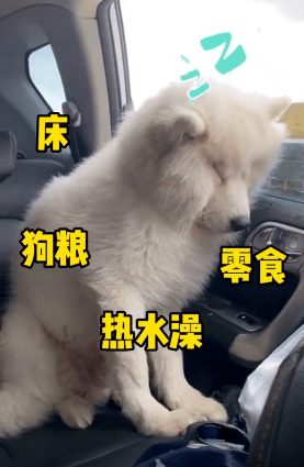 旅途归来狗狗困得依着车窗坐着打瞌睡