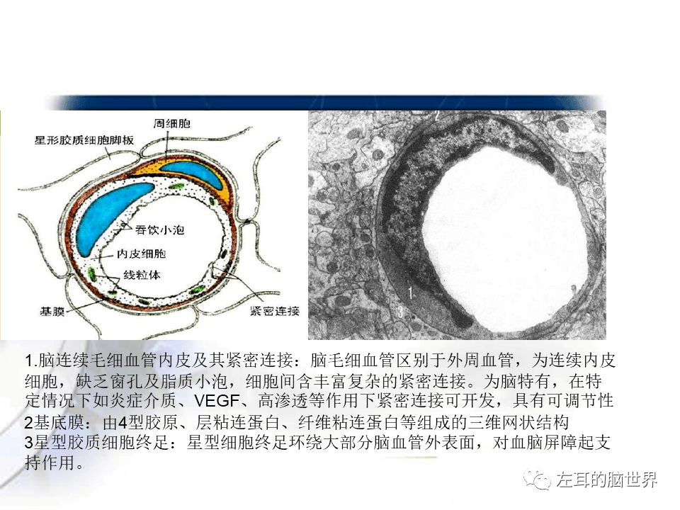 血肿瘤屏障图片