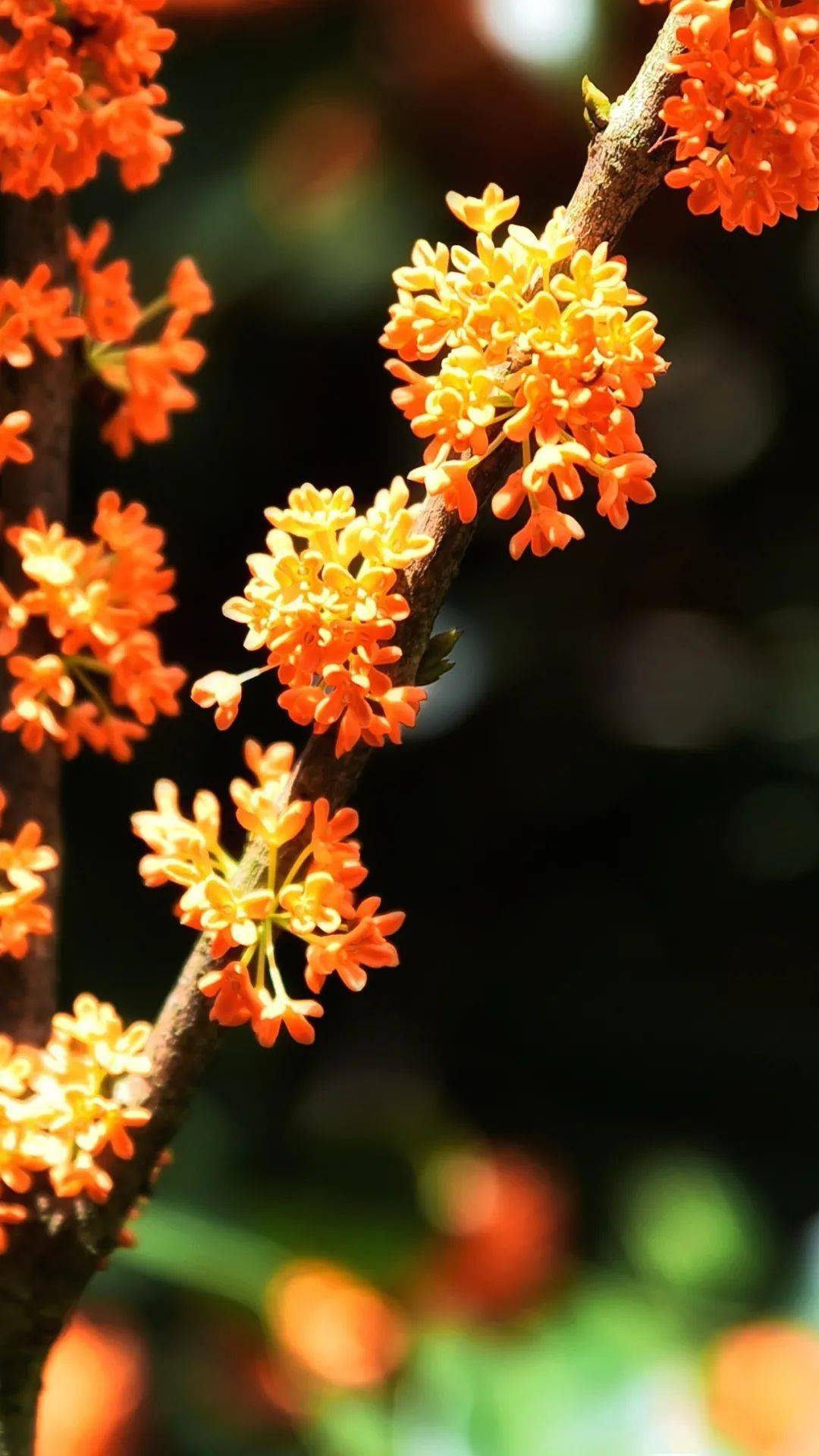 漳平永福八月桂花香
