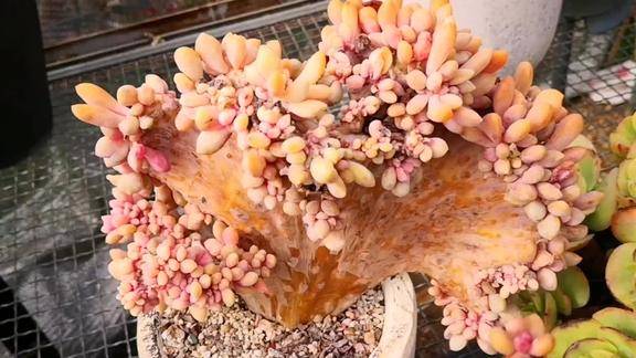 云之南多肉园巴掌大的醉美人缀化颜值巅峰状态