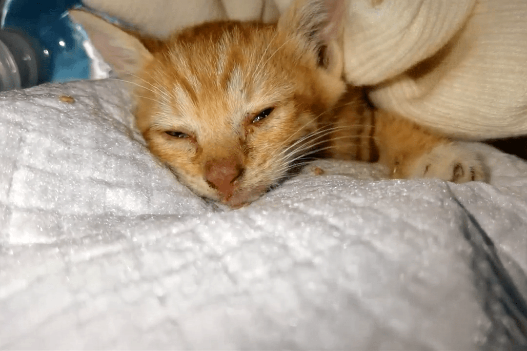 小橘猫四肢被人掰断丢在路边默默等死抢救2天后还是回了喵星