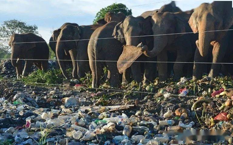 人类垃圾侵占森林,斯里兰卡的大象,被逼到在垃圾堆里找食物