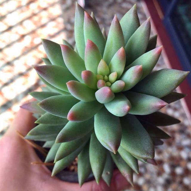 多肉千佛手有多肉千佛手一个比较佛性的名字它的叶片层