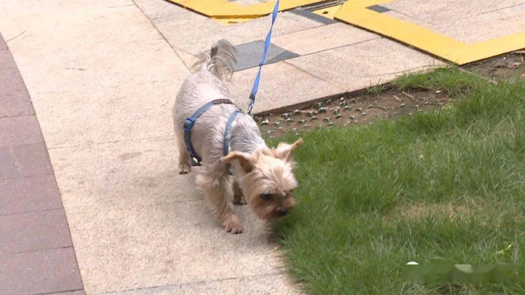 南宁一双胞胎男童在盛天华府被狗咬伤,狗主人回应让人心寒!