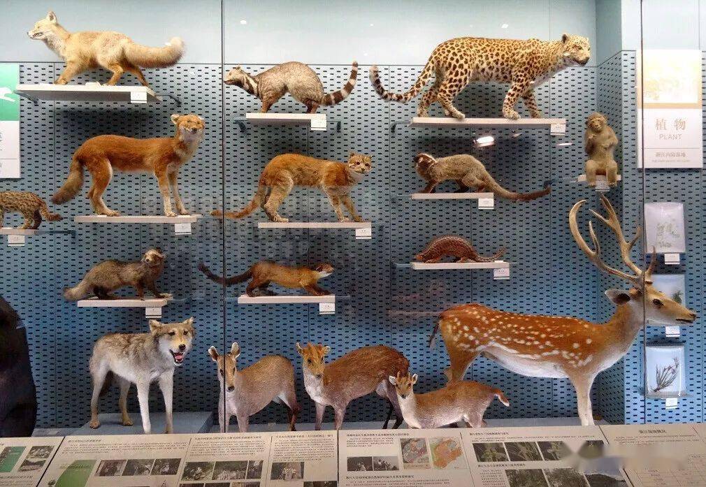 浙江自然博物馆_动物