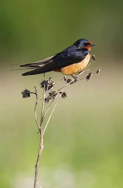 花鸟画素材活泼可爱的小燕子