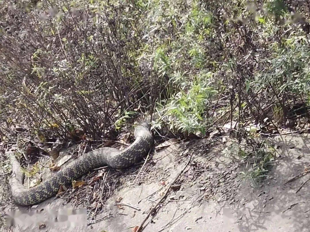 晋中一村发现多条大蛇,2米长,碗底粗!